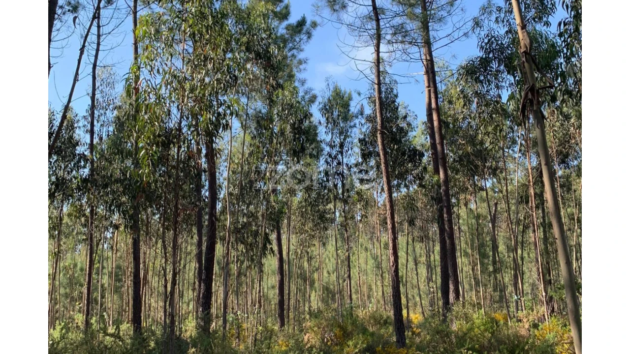 Terreno para Venda em Marinha Grande Foto 9