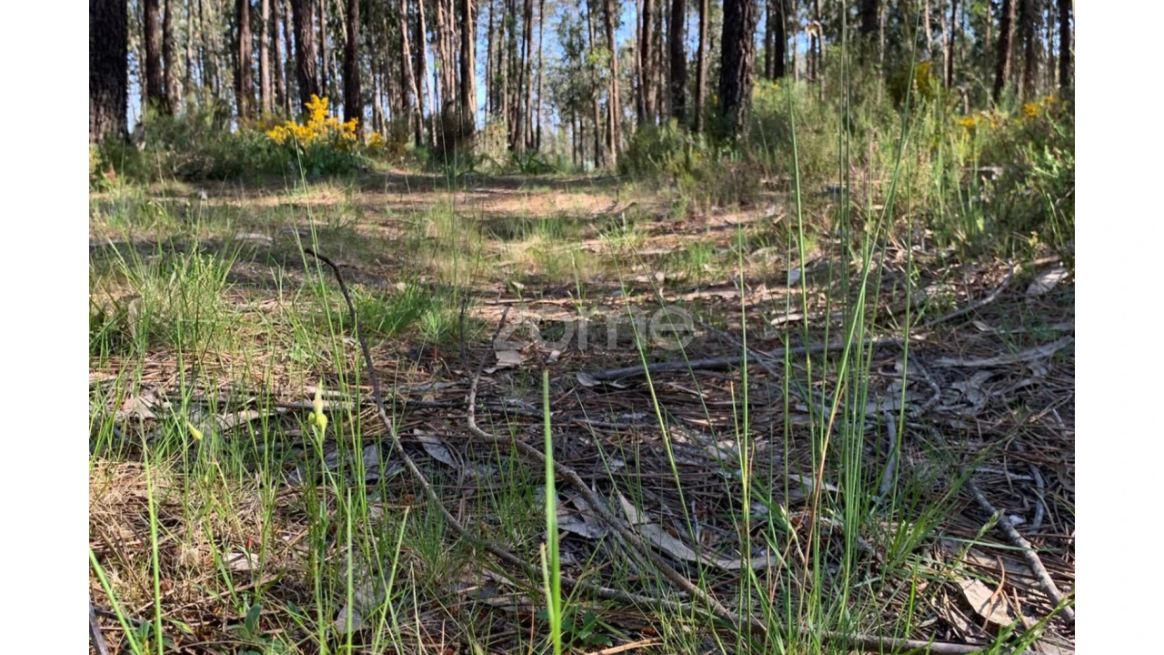 Terreno para Venda em Marinha Grande Foto 3