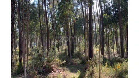 Terreno para Venda em Marinha Grande