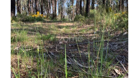 Terreno para Venda em Marinha Grande