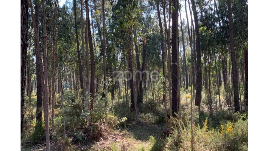Terreno para Venda em Marinha Grande Foto 6