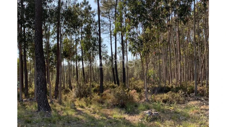 Terreno para Venda em Marinha Grande Foto 5