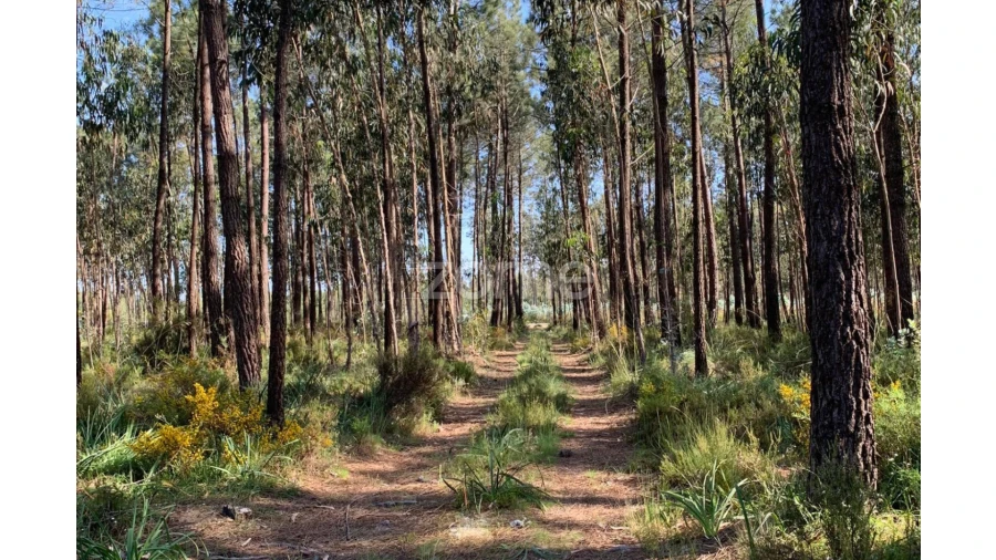 Terreno para Venda em Marinha Grande Foto 4