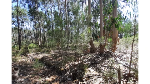 Terreno para Venda em Monte Redondo e Carreira
