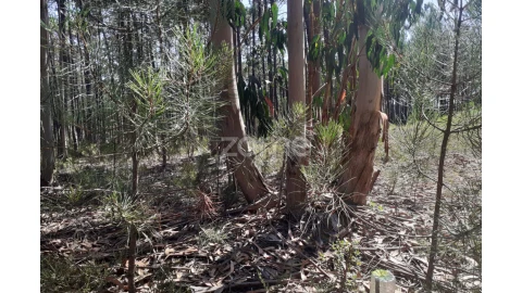 Terreno para Venda em Monte Redondo e Carreira