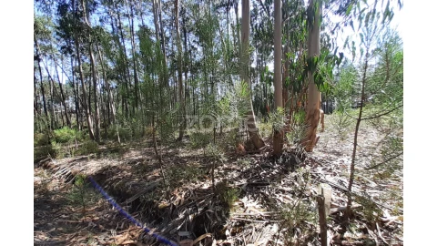 Terreno para Venda em Monte Redondo e Carreira