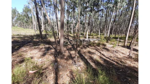 Terreno para Venda em Monte Redondo e Carreira