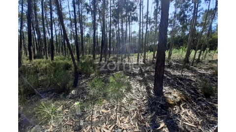 Terreno para Venda em Monte Redondo e Carreira