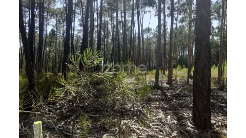 Terreno para Venda em Monte Redondo e Carreira