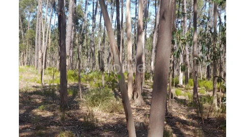 Terreno para Venda em Monte Redondo e Carreira