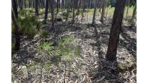 Terreno para Venda em Monte Redondo e Carreira