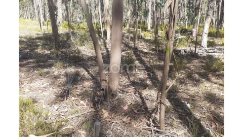 Terreno para Venda em Monte Redondo e Carreira