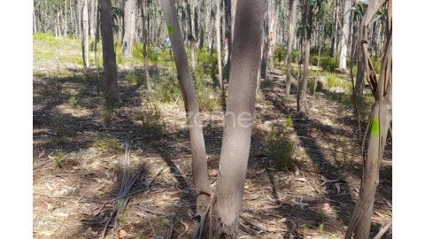 Terreno para Venda em Monte Redondo e Carreira