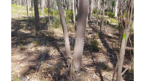 Terreno para Venda em Monte Redondo e Carreira