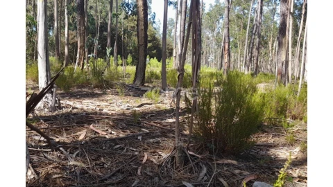 Terreno para Venda em Monte Redondo e Carreira