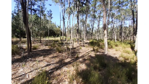 Terreno para Venda em Monte Redondo e Carreira