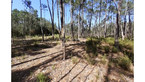 Terreno para Venda em Monte Redondo e Carreira