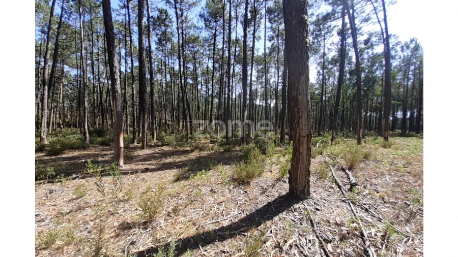 Terreno para Venda em Monte Redondo e Carreira Foto 10