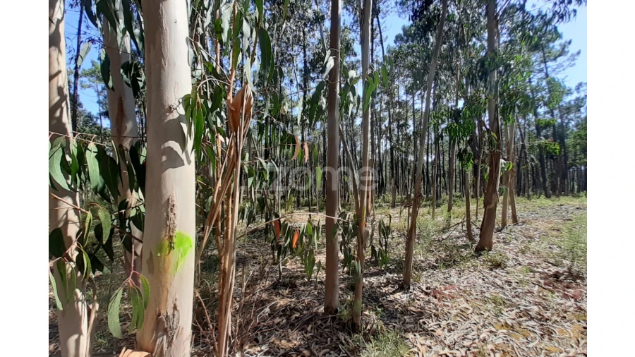 Terreno para Venda em Monte Redondo e Carreira Foto 11