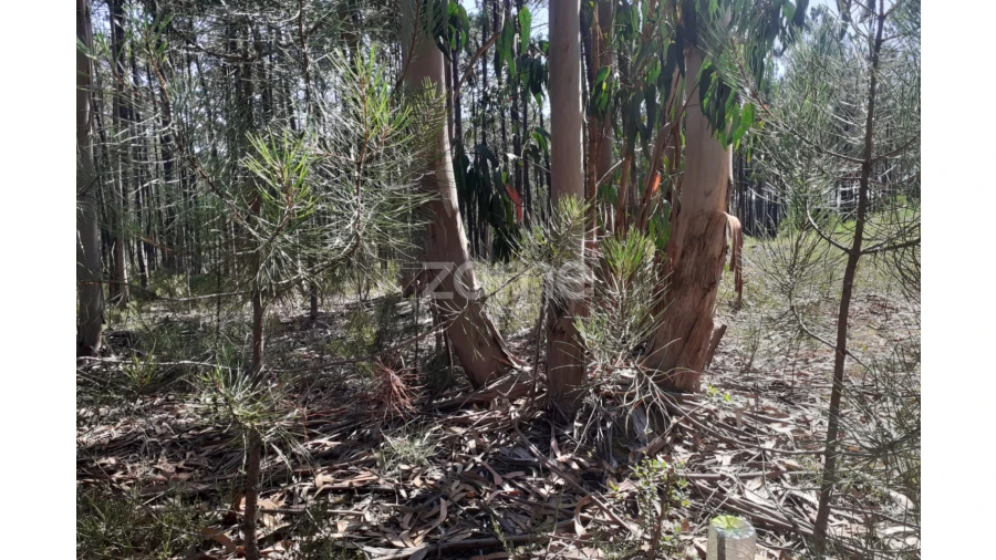 Terreno para Venda em Monte Redondo e Carreira Foto 13