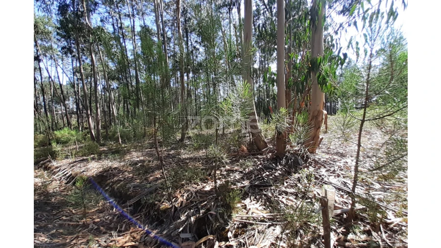 Terreno para Venda em Monte Redondo e Carreira Foto 14