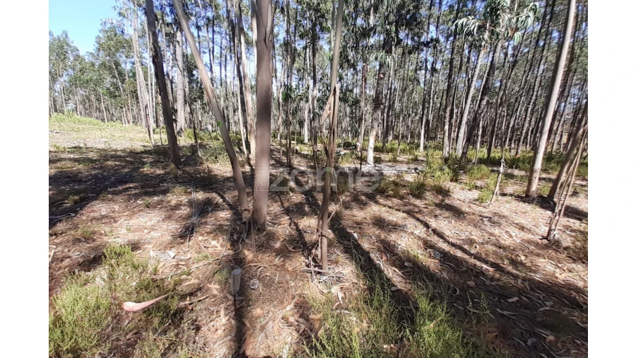 Terreno para Venda em Monte Redondo e Carreira Foto 17