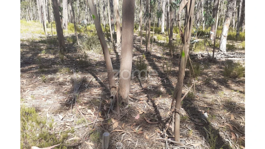 Terreno para Venda em Monte Redondo e Carreira Foto 22