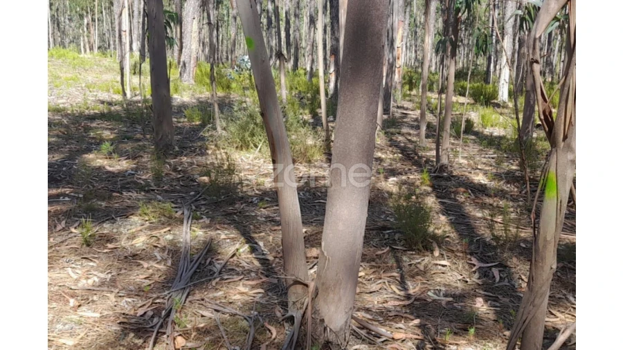 Terreno para Venda em Monte Redondo e Carreira Foto 2