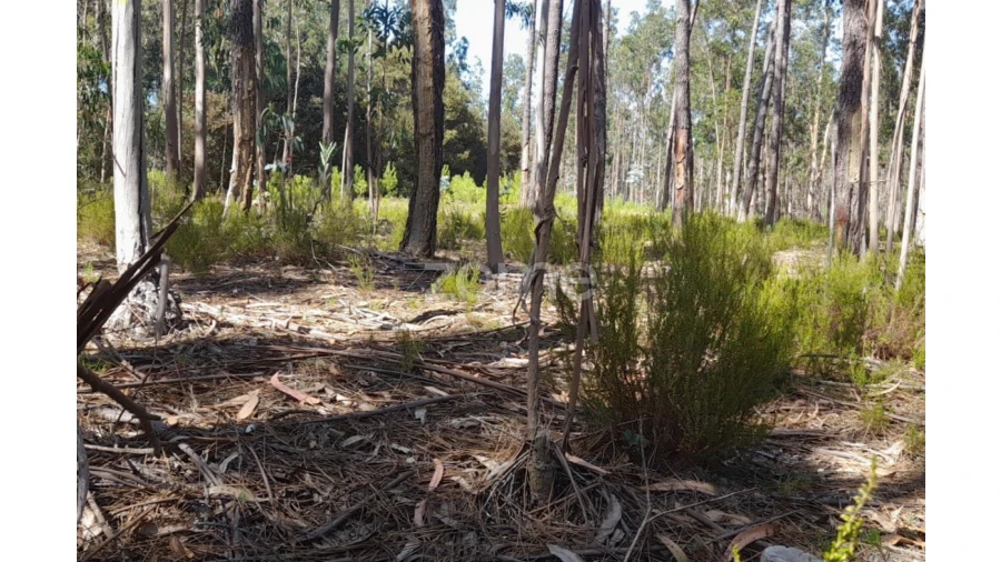 Terreno para Venda em Monte Redondo e Carreira Foto 7