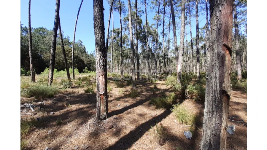 Terreno para Venda em Monte Redondo e Carreira Foto 8