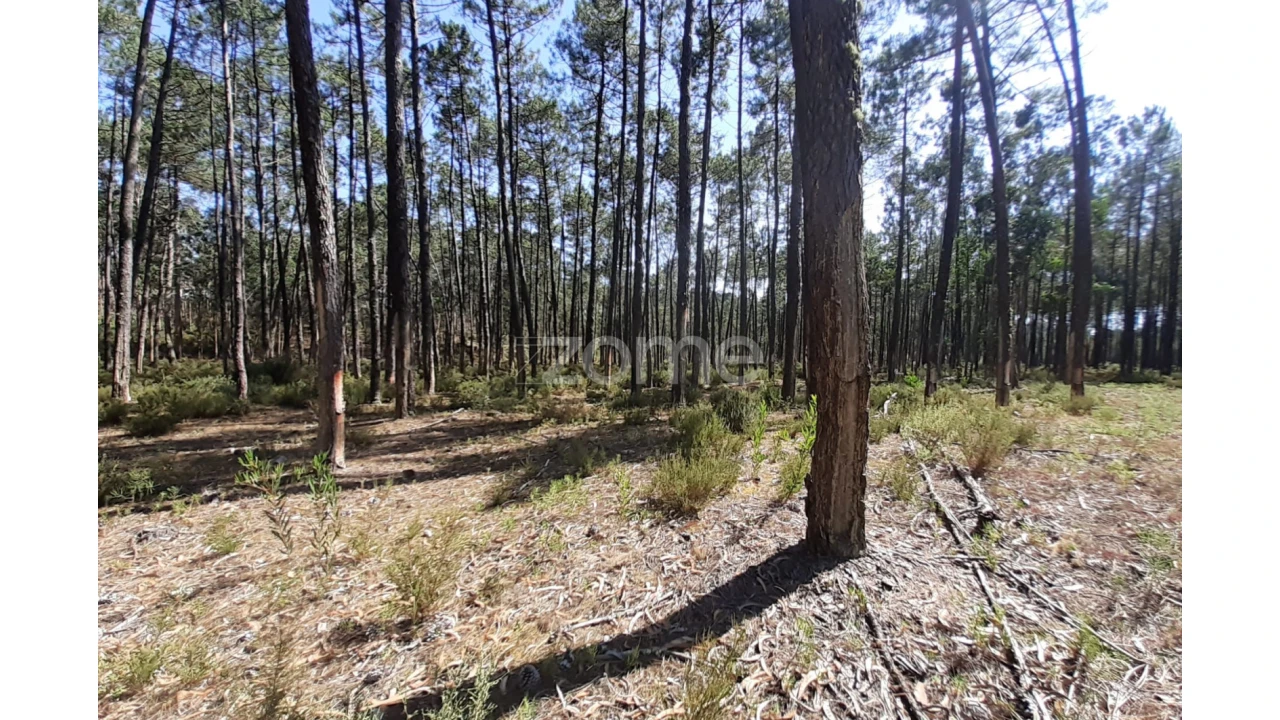 Terreno para Venda em Monte Redondo e Carreira Foto 10