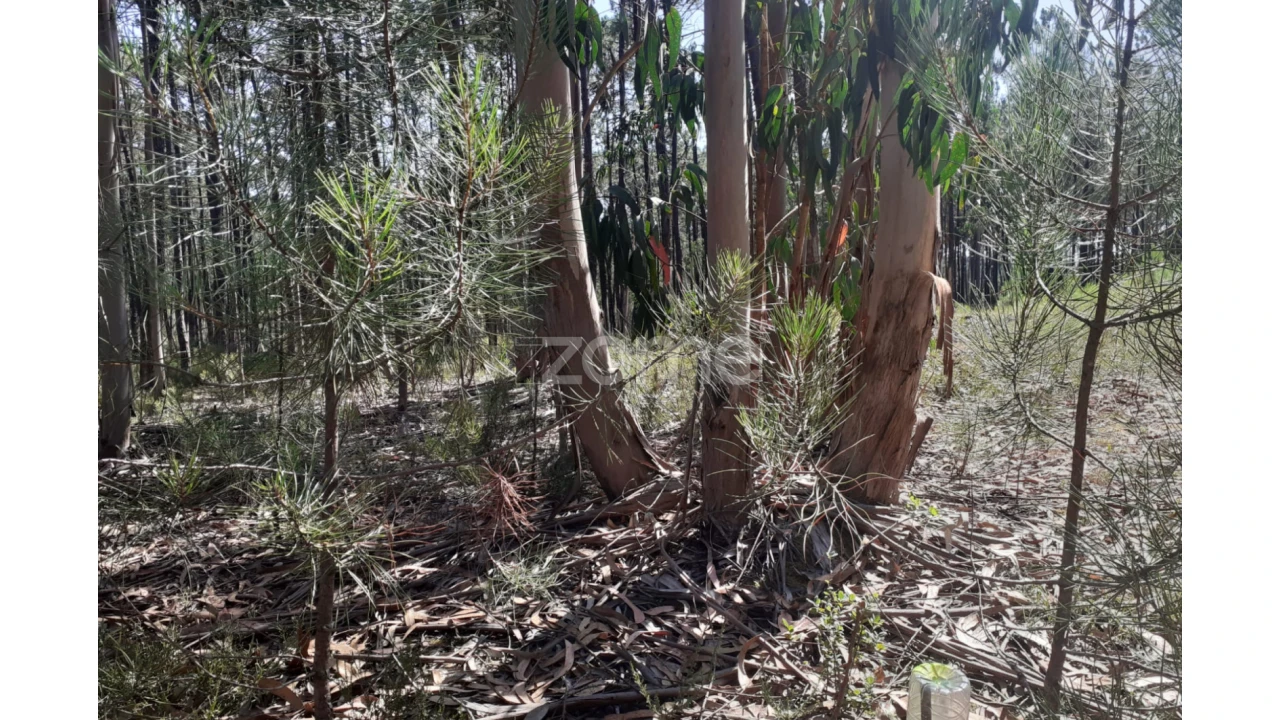 Terreno para Venda em Monte Redondo e Carreira Foto 13