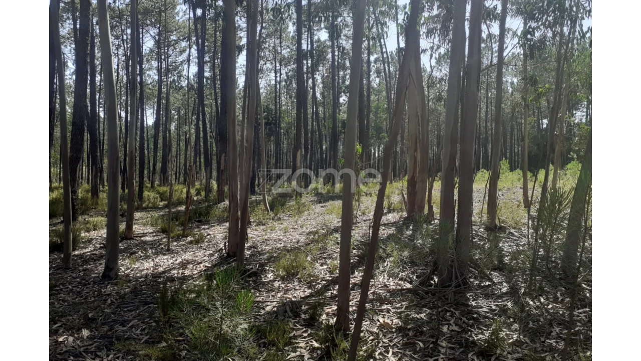 Terreno para Venda em Monte Redondo e Carreira Foto 15