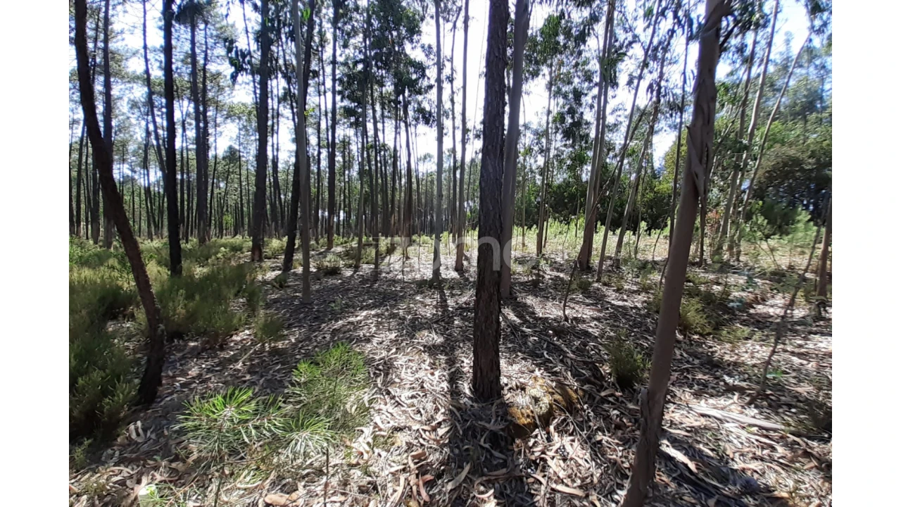 Terreno para Venda em Monte Redondo e Carreira Foto 16