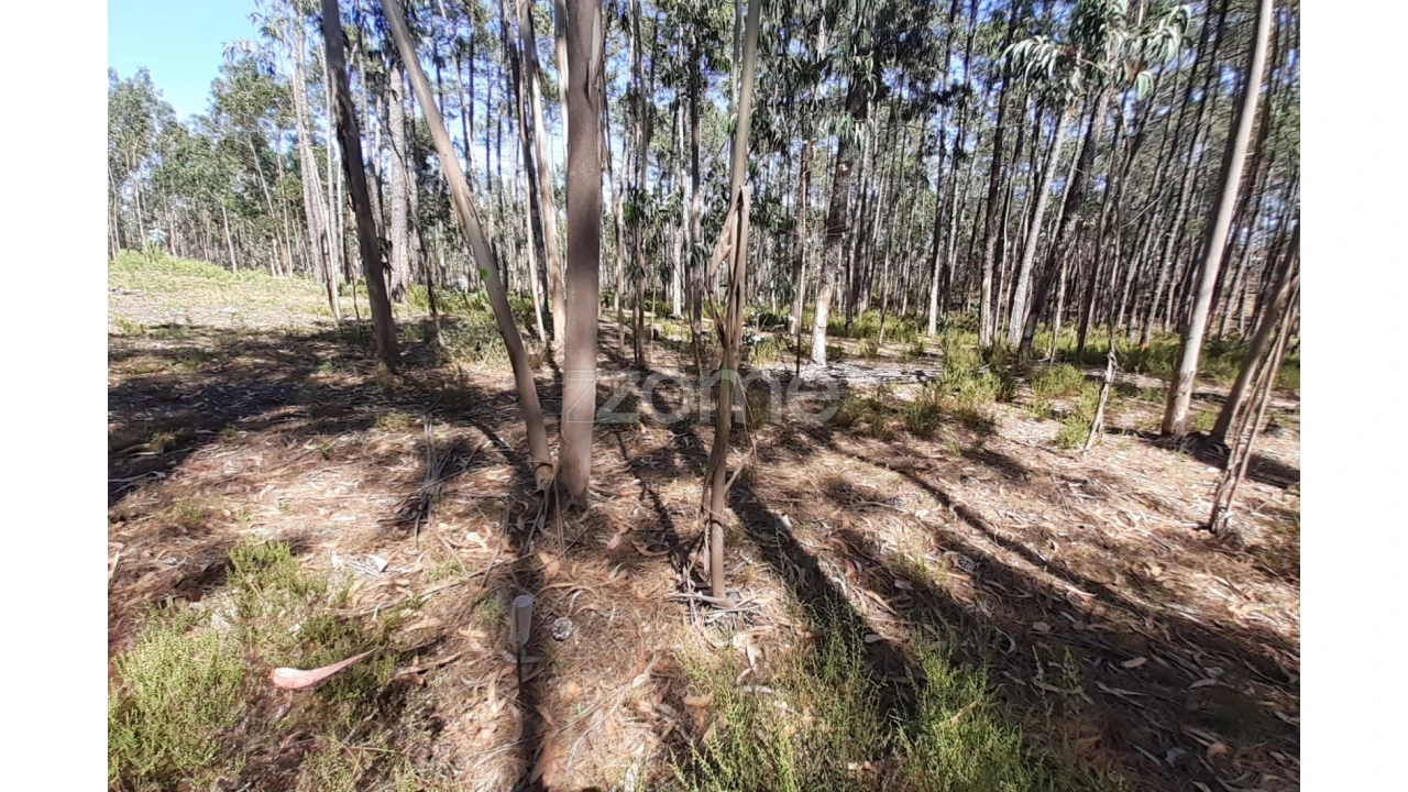 Terreno para Venda em Monte Redondo e Carreira Foto 17