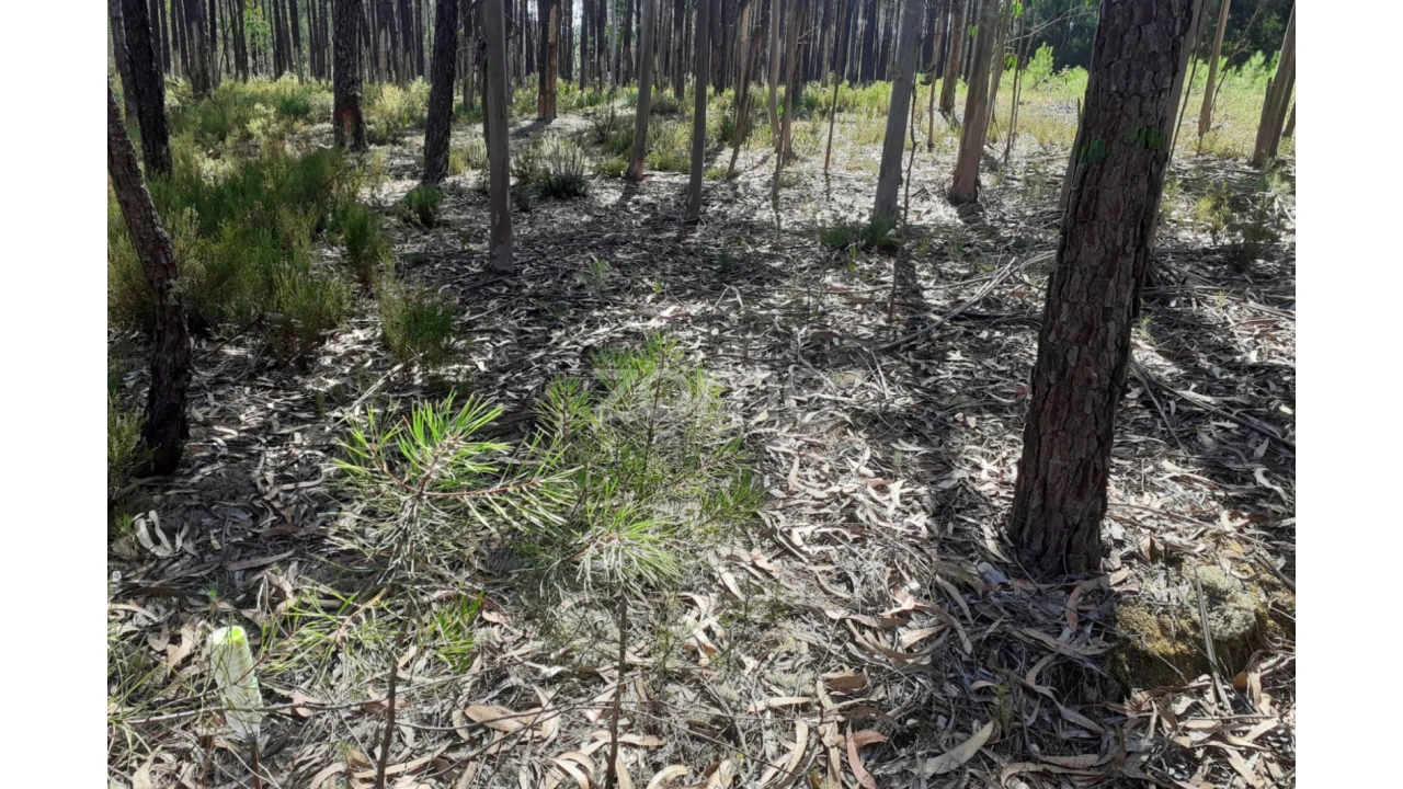 Terreno para Venda em Monte Redondo e Carreira Foto 20
