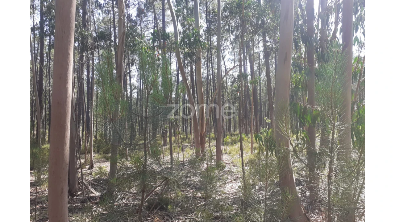 Terreno para Venda em Monte Redondo e Carreira Foto 21