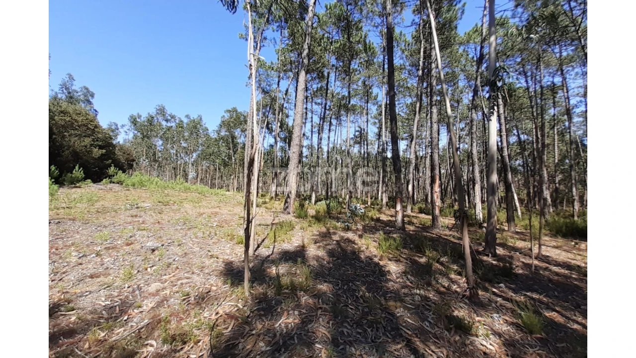 Terreno para Venda em Monte Redondo e Carreira Foto 23