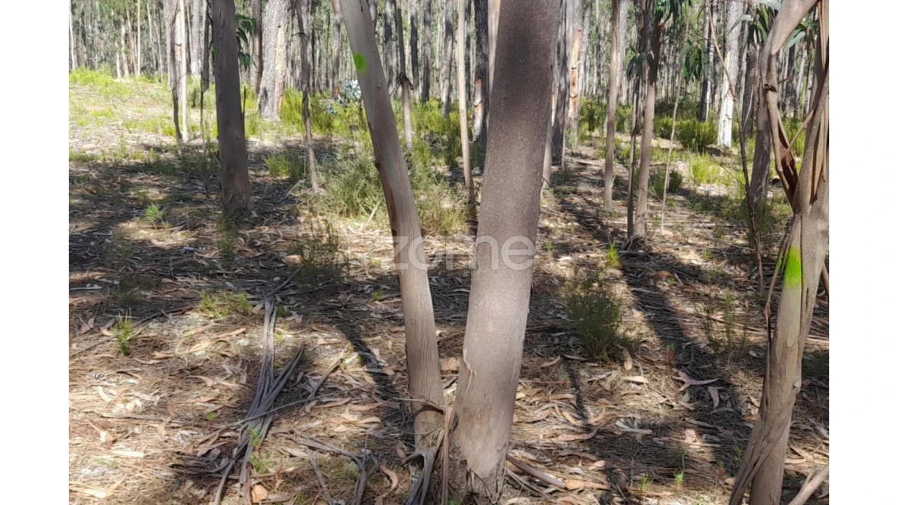 Terreno para Venda em Monte Redondo e Carreira Foto 2
