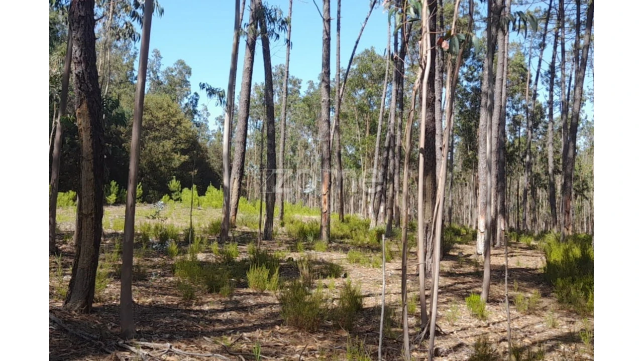 Terreno para Venda em Monte Redondo e Carreira Foto 4