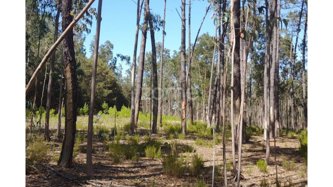 Terreno para Venda em Monte Redondo e Carreira Foto 5