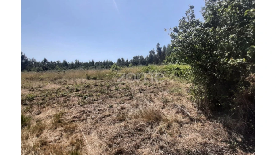 Terreno para Venda em Soure Foto 14