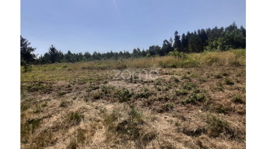Terreno para Venda em Soure Foto 11