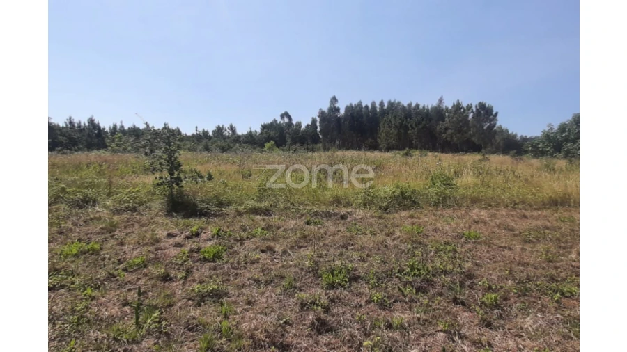 Terreno para Venda em Soure Foto 13