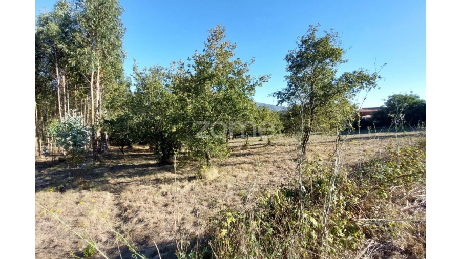 Terreno para Venda em Juncal Foto 18