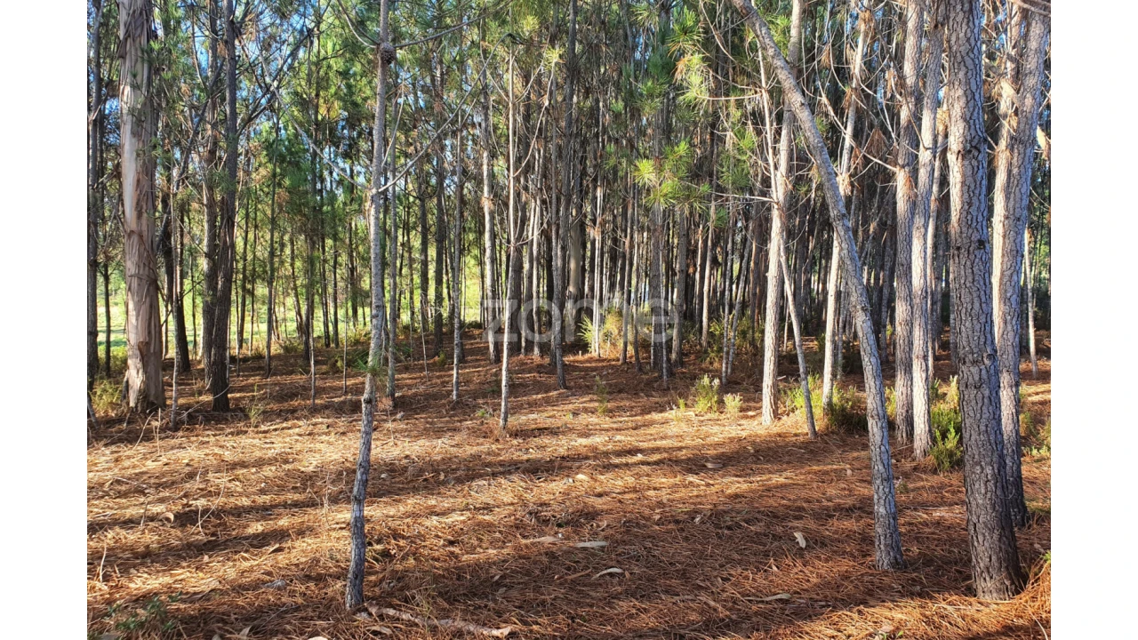 Terreno para Venda em Marinha Grande Foto 4