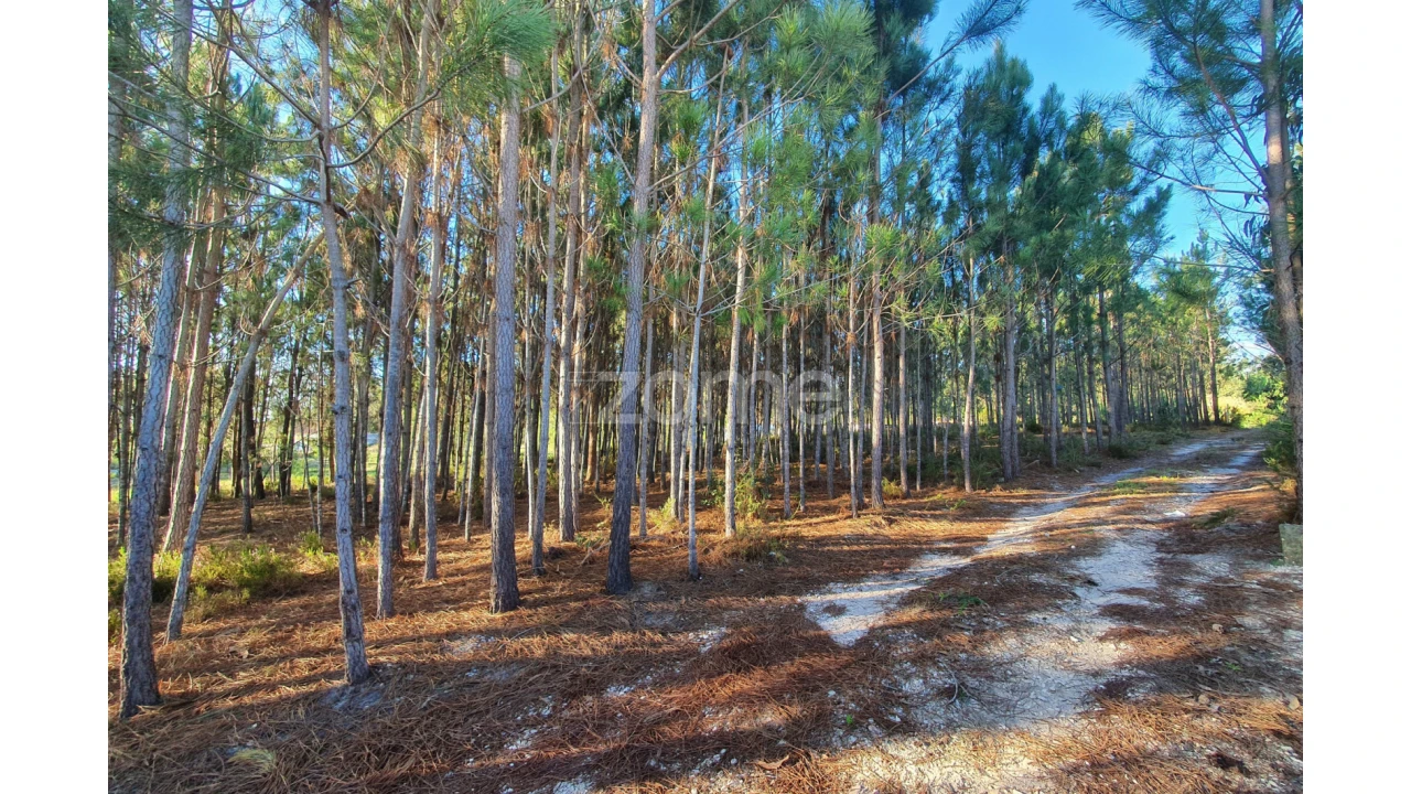 Terreno para Venda em Marinha Grande Foto 5