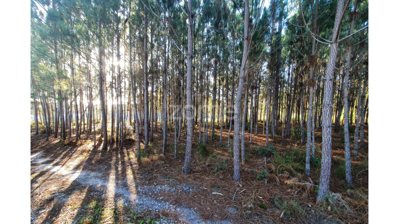Terreno para Venda em Marinha Grande Foto 3