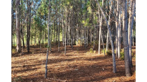 Terreno para Venda em Marinha Grande