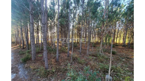 Terreno para Venda em Marinha Grande